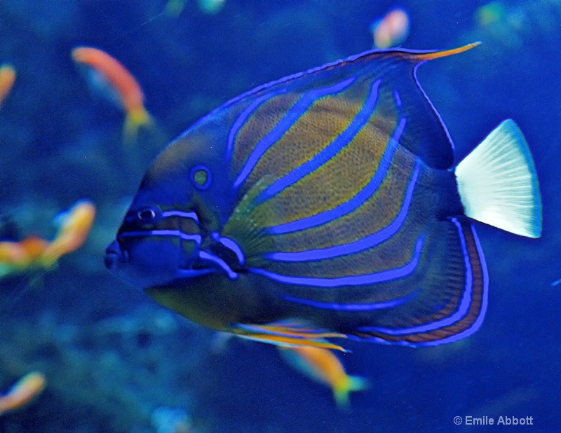 Colorful fish - ID: 15010627 © Emile Abbott