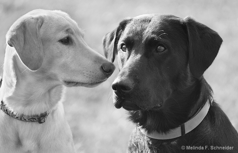 Two Labs