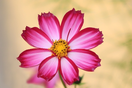 Pink Cosmos