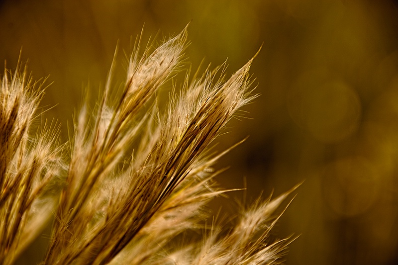 In an Autumn Field