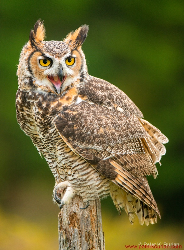 Great Horned Owl Squaking 