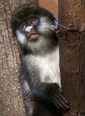 Baby Lesser Spot Nose Monkey