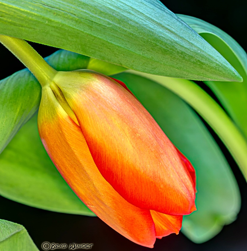 Sad Tulip