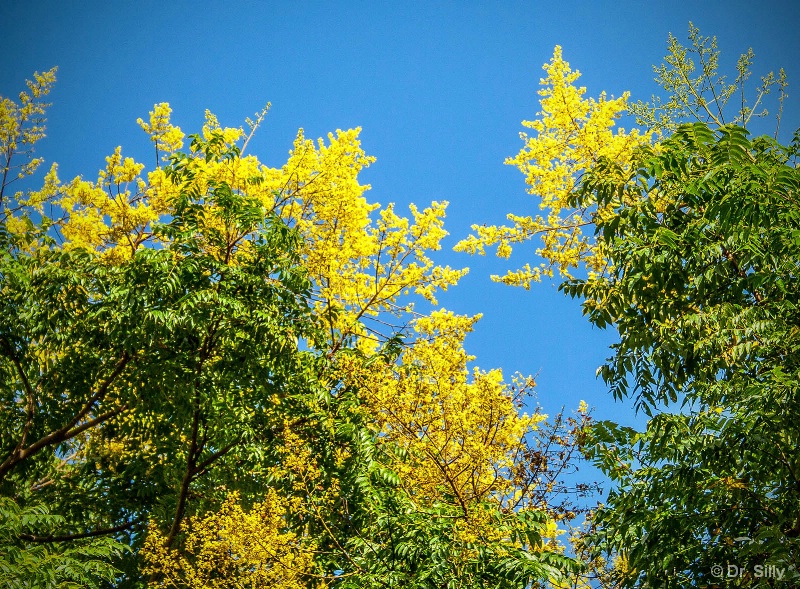 Blue, Yellow and Green