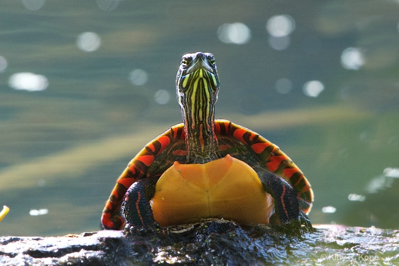 Mr. Turtle Rising From The Deep - ID: 15011881 © Kitty R. Kono