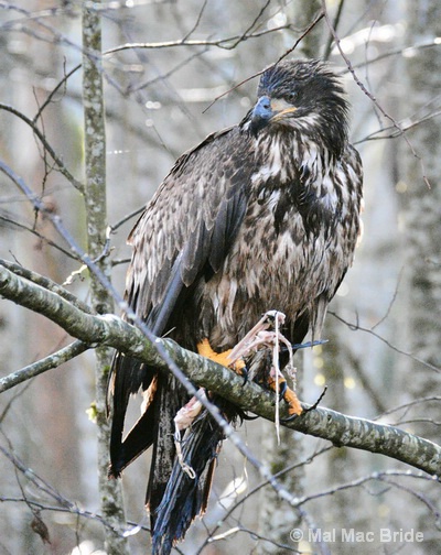 Young Eagle - ID: 15011895 © Malcolm Mac Bride