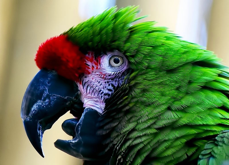 Military Macaw 