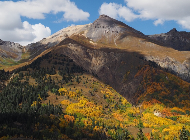 Mountain Aspens