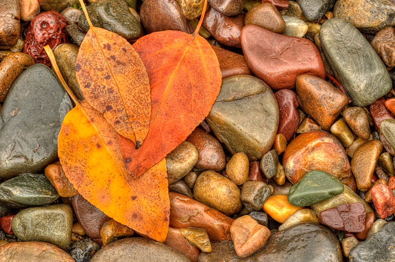 Fall Leaves and Rocks