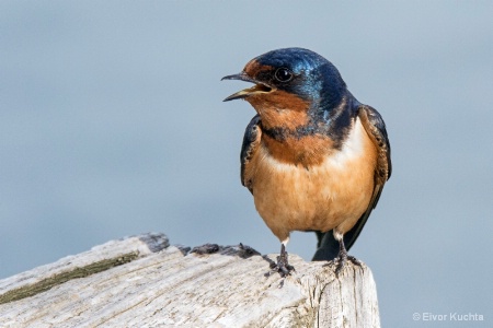 Barn Swallow profile