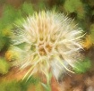 Flower Impression...