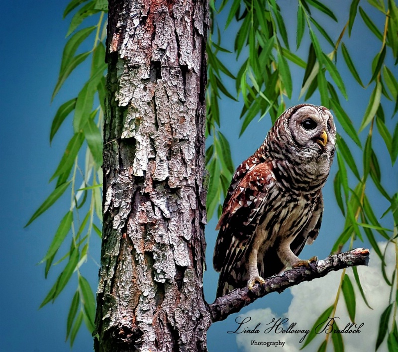 Barred Owl Watching