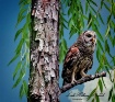 Barred Owl Watchi...