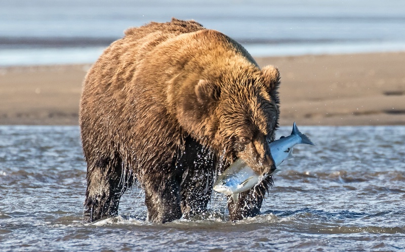 Coastal Brown Bear With Coho Salmon 