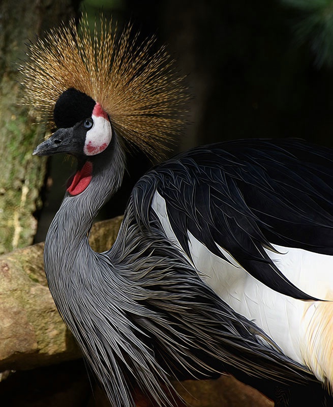 East African Crowned Crane