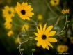 Yellow Wildflower...