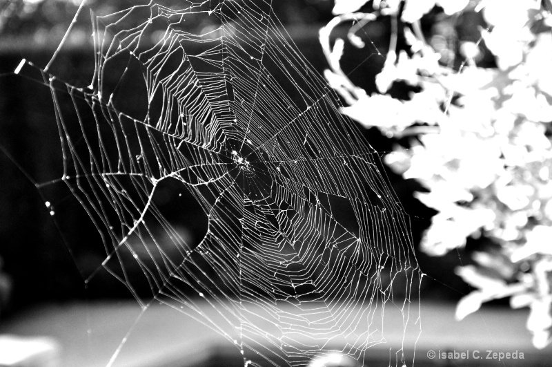 Spider web