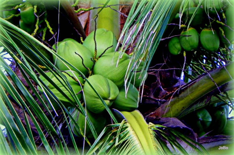 A Lovely Bunch of Coconuts High In A Tree