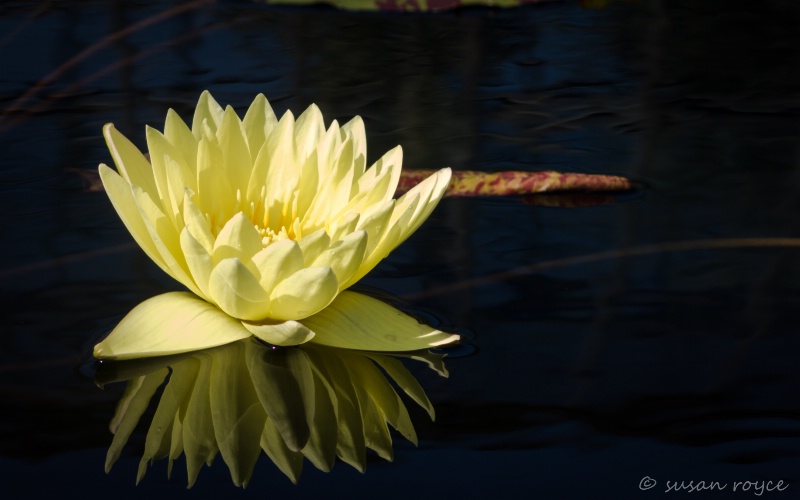 Lily Reflection