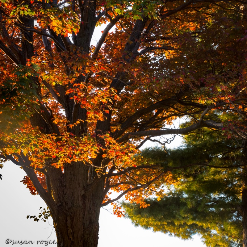 Maple in Its Glory