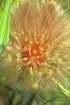Luminescence