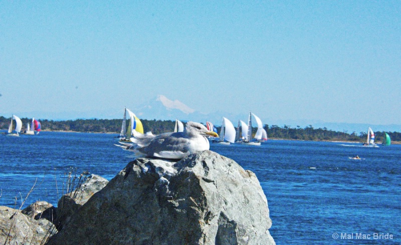 A Seagulls View