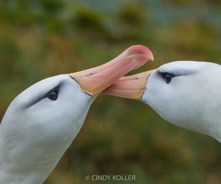 Mating Black Browed Albatross