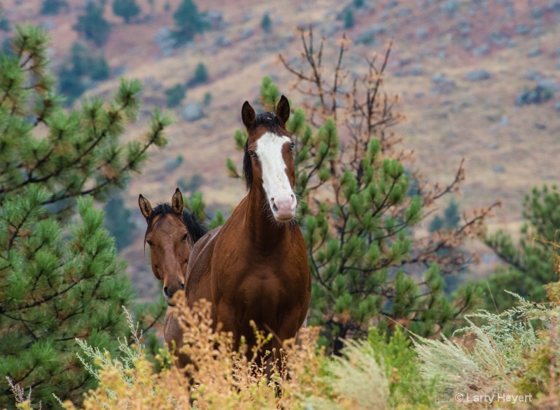 Wild Mustangs in South Dakota