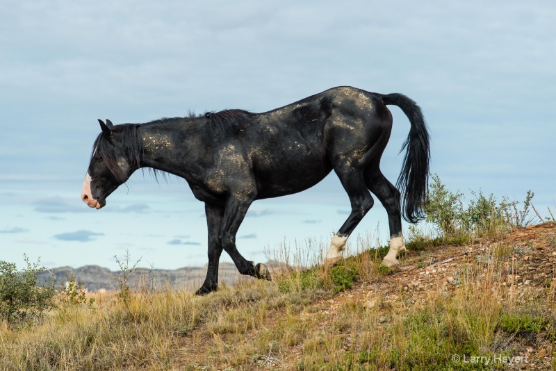 Wild Horse in South Dakota - ID: 15013705 © Larry Heyert
