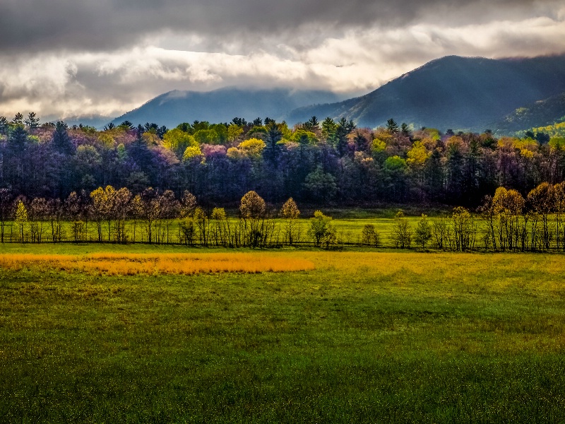 Sunlit Trees in Cades Cove - ID: 15013796 © Philip B. Ludwig
