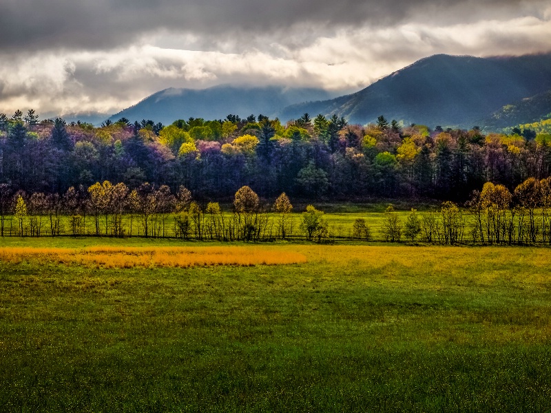 Sunlit Trees in Cades Cove