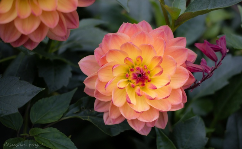 Pretty Dahlia 