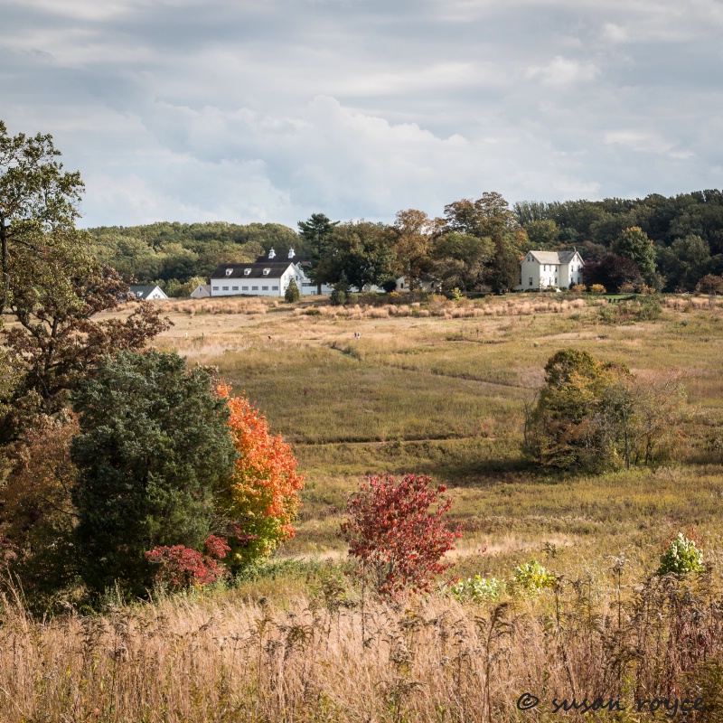 Longwood Meadow