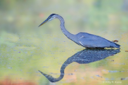 Great Blue on Eastern College Pond