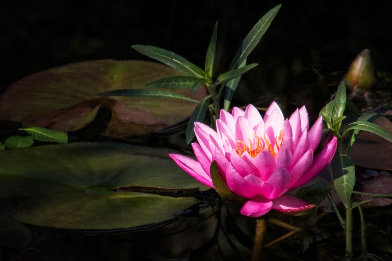 Water Lily