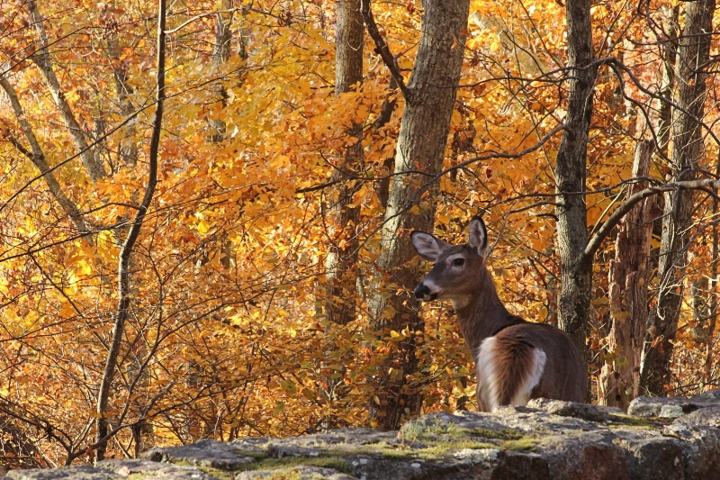 Fall in Shenandoah - ID: 15015033 © Tammy M. Anderson