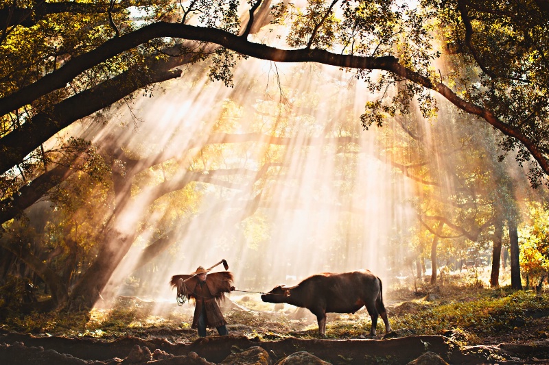 Farmer in the morning light