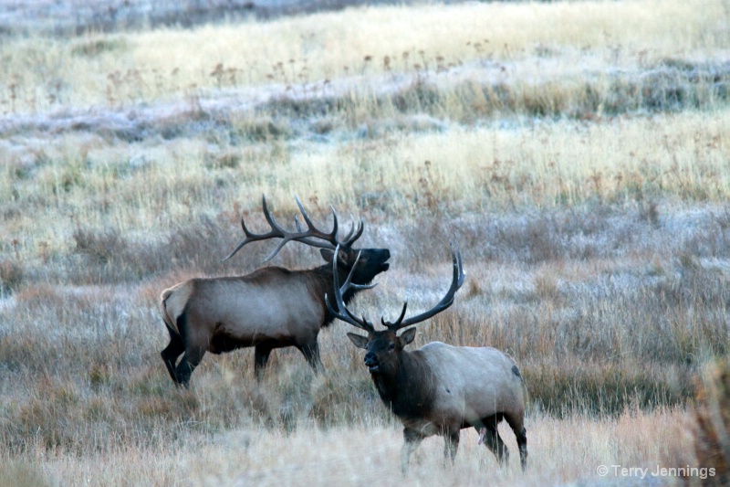Competing Bull Elk - ID: 15015363 © Terry Jennings