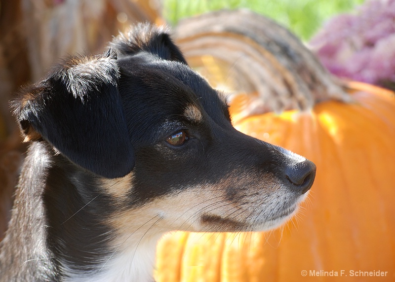 Waiting for the Great Pumpkin