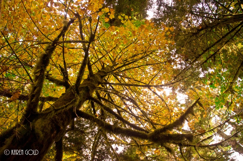 Autumn in Cathedral Grove