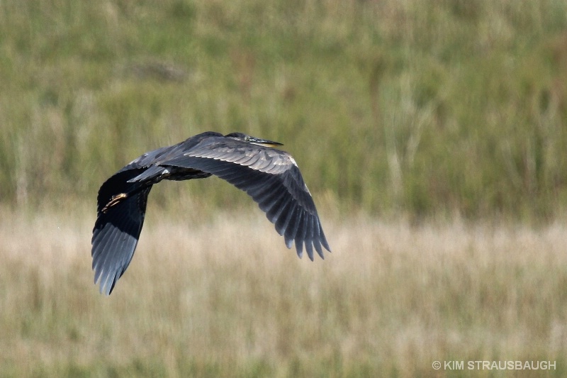 Flying Heron