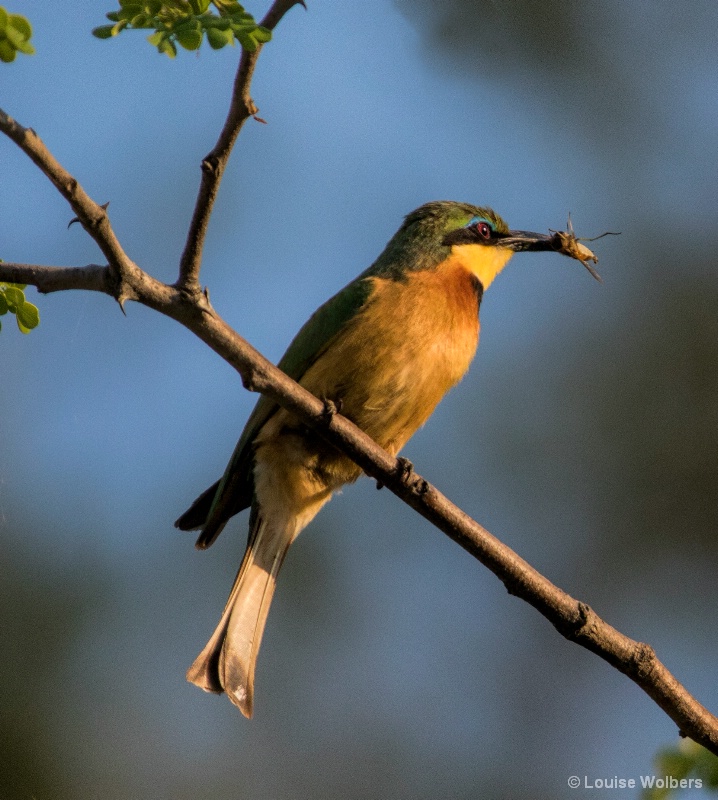 Bee Eater - ID: 15016878 © Louise Wolbers