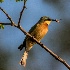 2Bee Eater - ID: 15016878 © Louise Wolbers