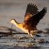 2Running on Water - ID: 15016880 © Louise Wolbers