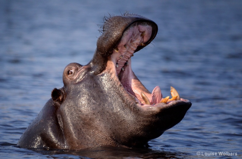 Yawning Hippo - ID: 15016881 © Louise Wolbers