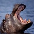 2Yawning Hippo - ID: 15016881 © Louise Wolbers