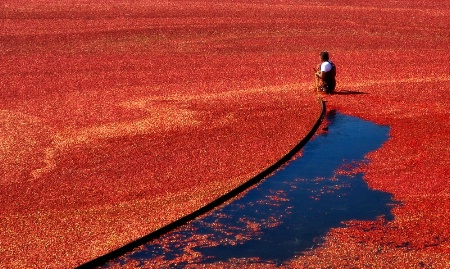 Cranberry Color