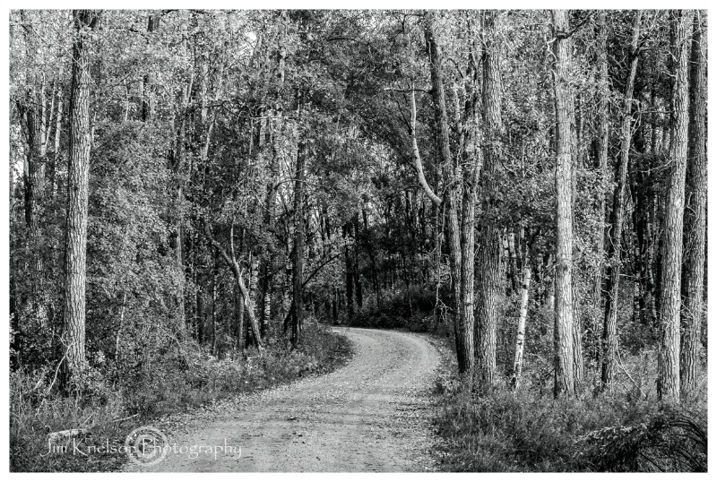 Road to the Forest - ID: 15017560 © Jim D. Knelson