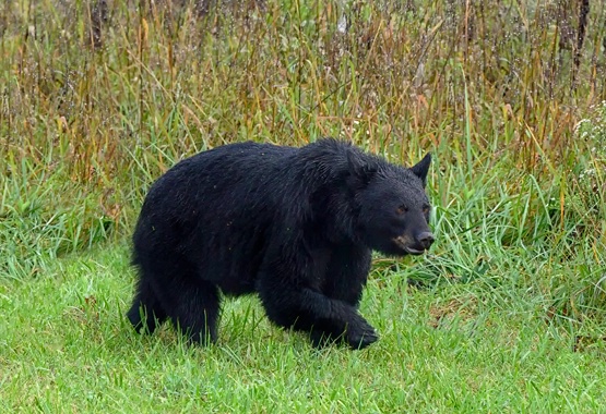 Bear 13b - ID: 15017710 © Donald R. Curry