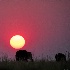 2African Sunset - ID: 15017765 © Louise Wolbers